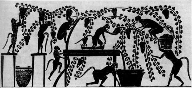 Сбор винограда и приготовление вина [роспись на аттической амфоре VI в. до н. э.]